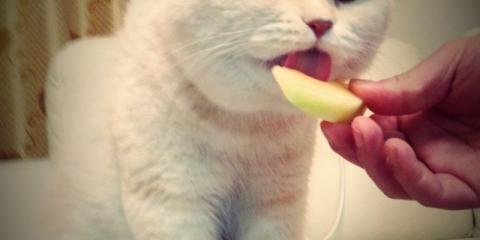猫吃水果吗 猫能吃水果吗
