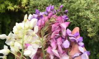 紫藤哪个品种最好 适合南方种植的紫藤品种