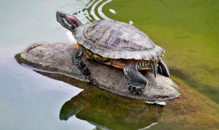 巴西龟的养法 巴西龟的饲养方法