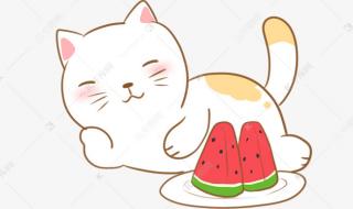 刚出生小猫可以吃什么水果 猫咪可以吃西瓜吗