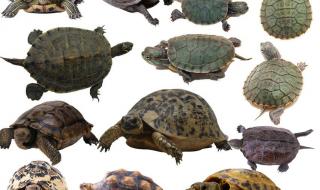乌龟种类鉴别 乌龟的种类图片
